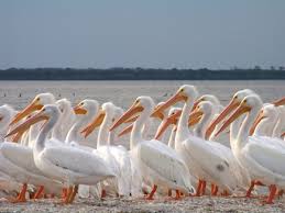 Pelicans