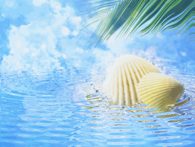 Tropical Seashells