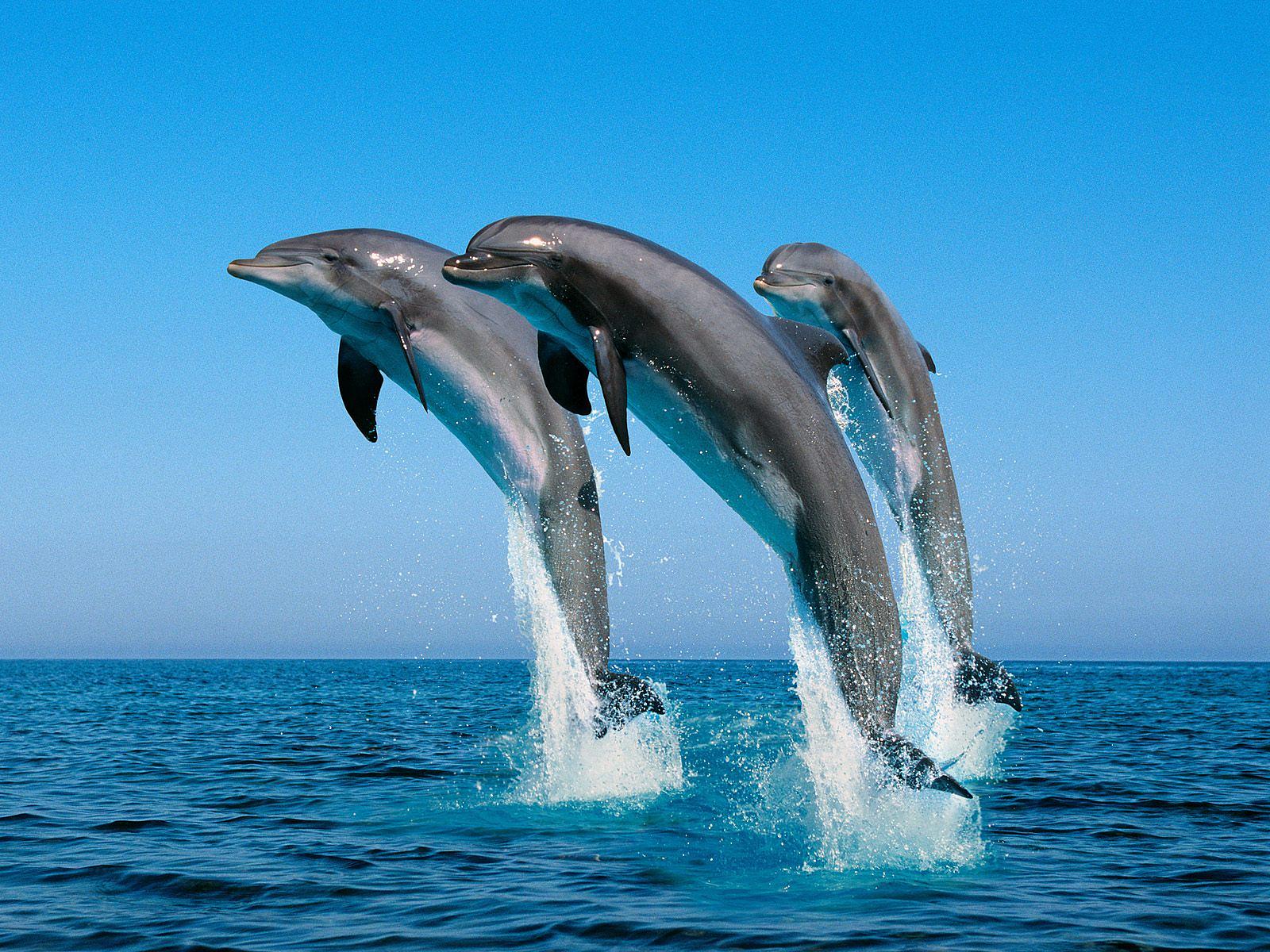 copy66_Jumping_Bottlenose_Dolphins