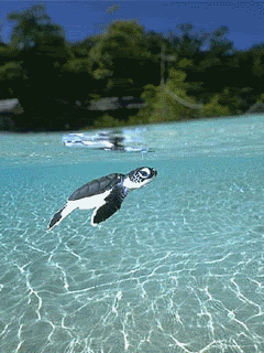 Creatures of the Sea